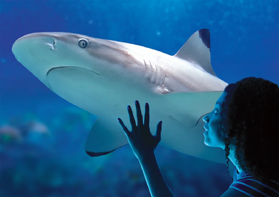 BLACKTIP SHARK