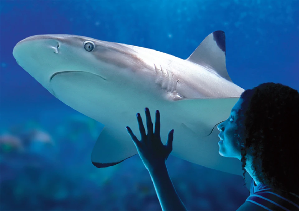 BLACKTIP SHARK