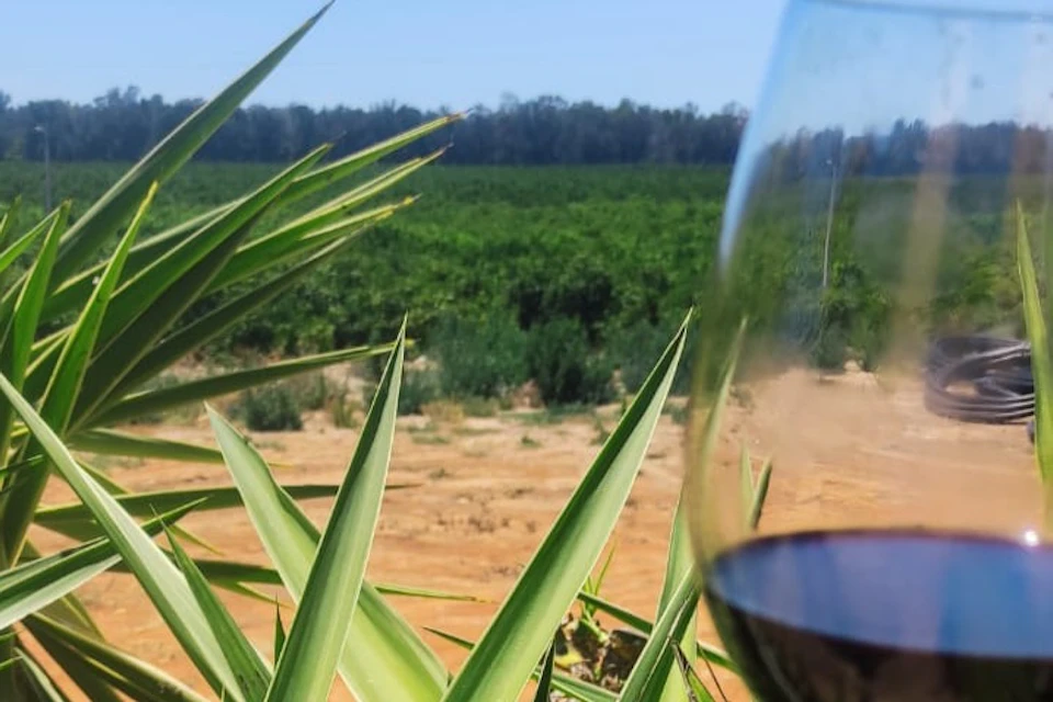 Wine