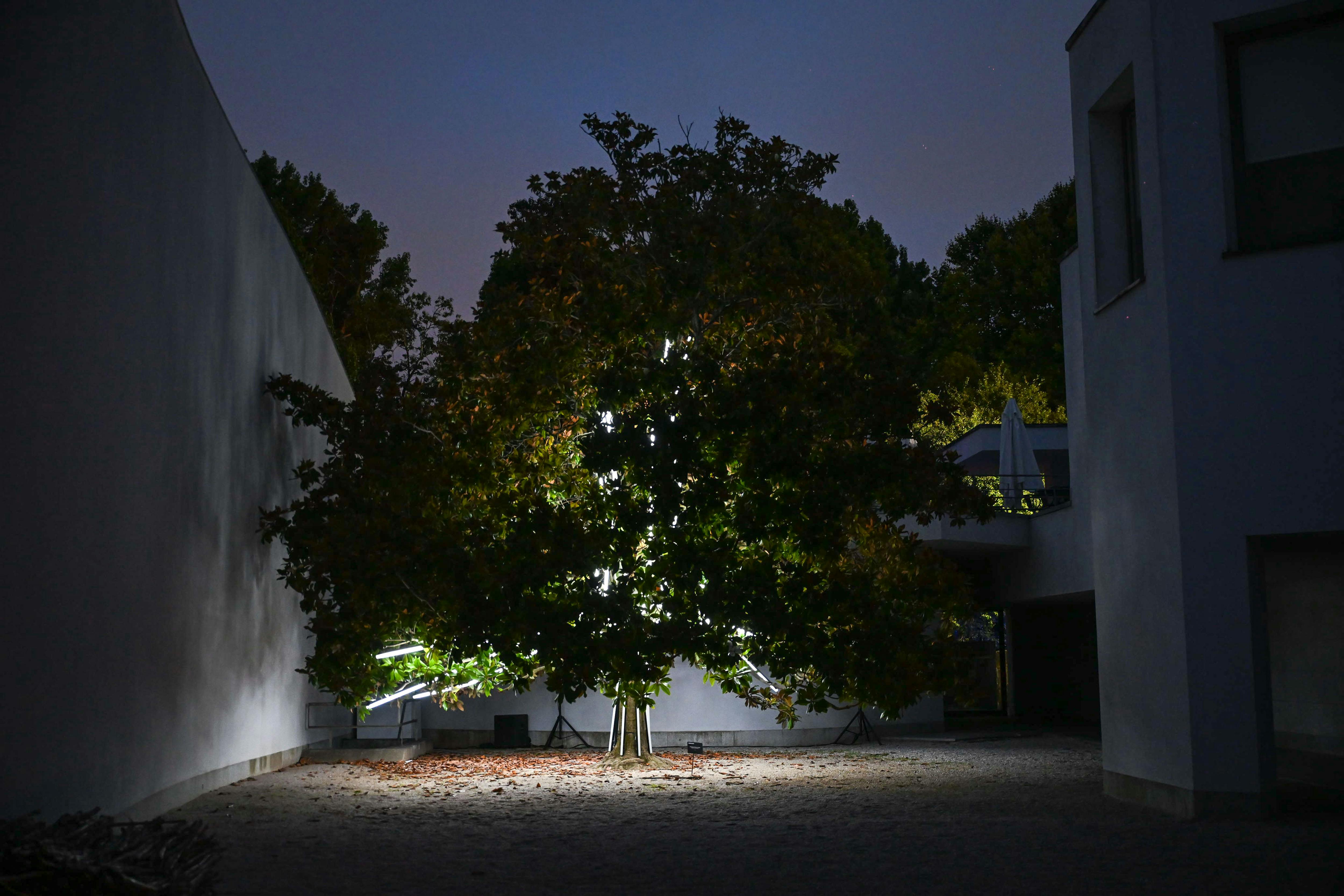 Porto: Serralves in Light (Serralves em Luz) Entry Ticket - Photo 9