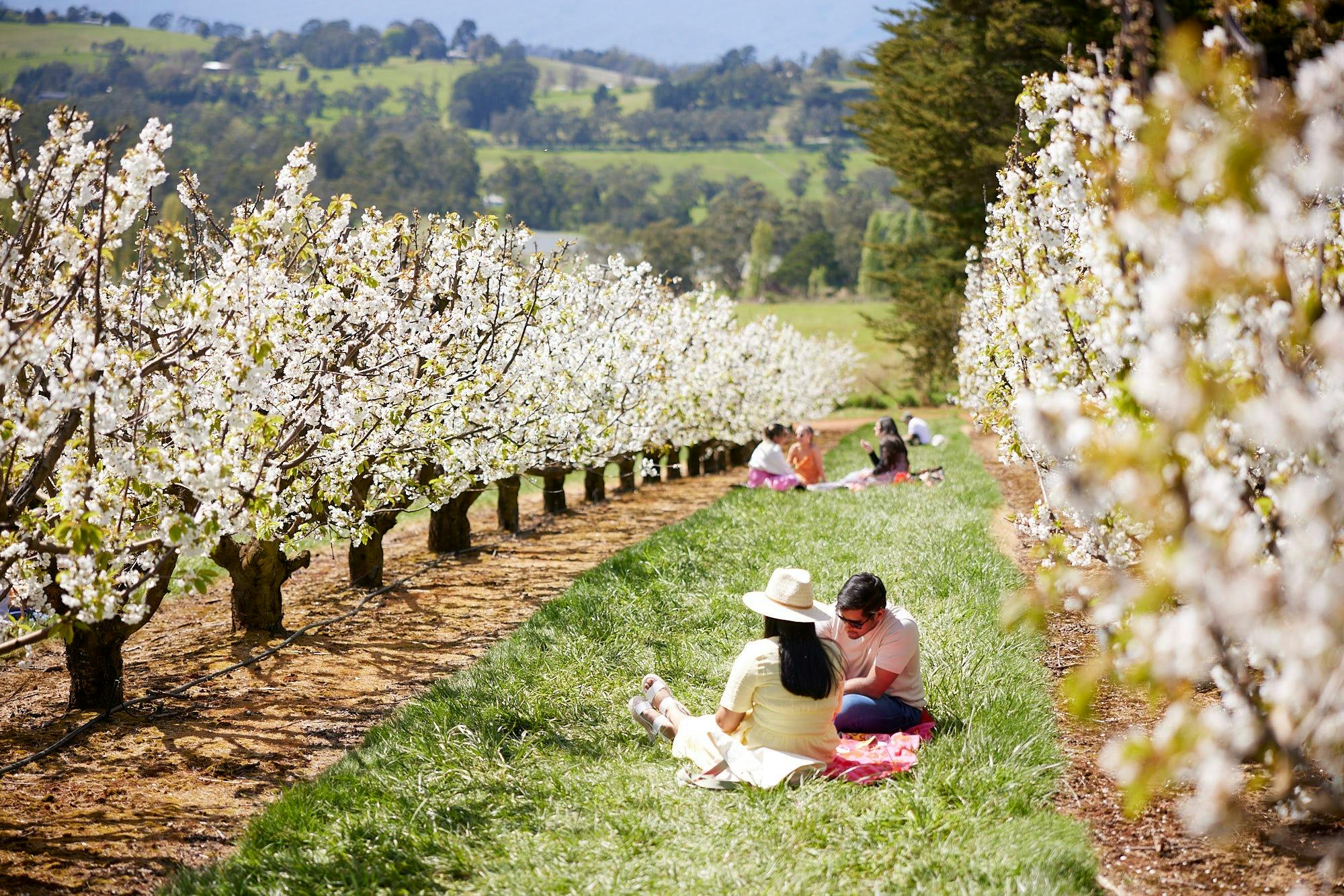 CherryHill Orchards: Blossom Festival - Photo 5