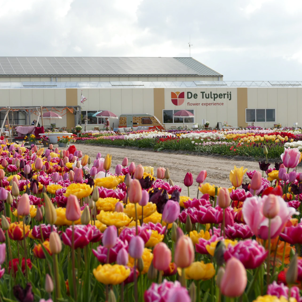 Tulipfields