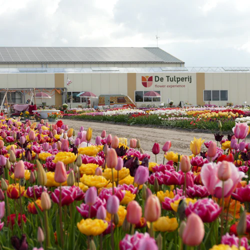 Amsterdam: Tulip Farm Entry + Flower Parade + Transport - Photo 3