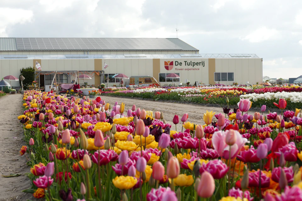 Tulipfields