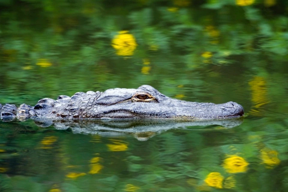 An alligator in the Florida Everglades