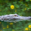 Un caimán en los Everglades de Florida