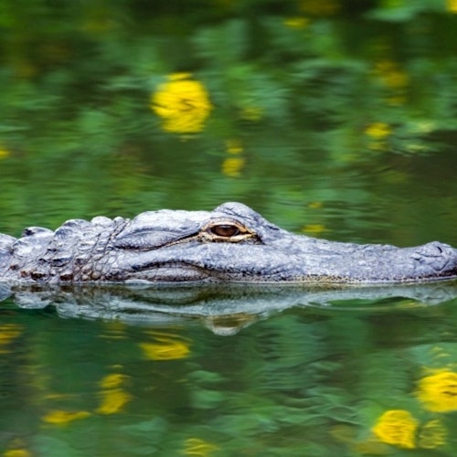Everglades Express Tour from Fort Lauderdale + Airboat Ride