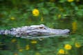 En alligator i Everglades i Florida