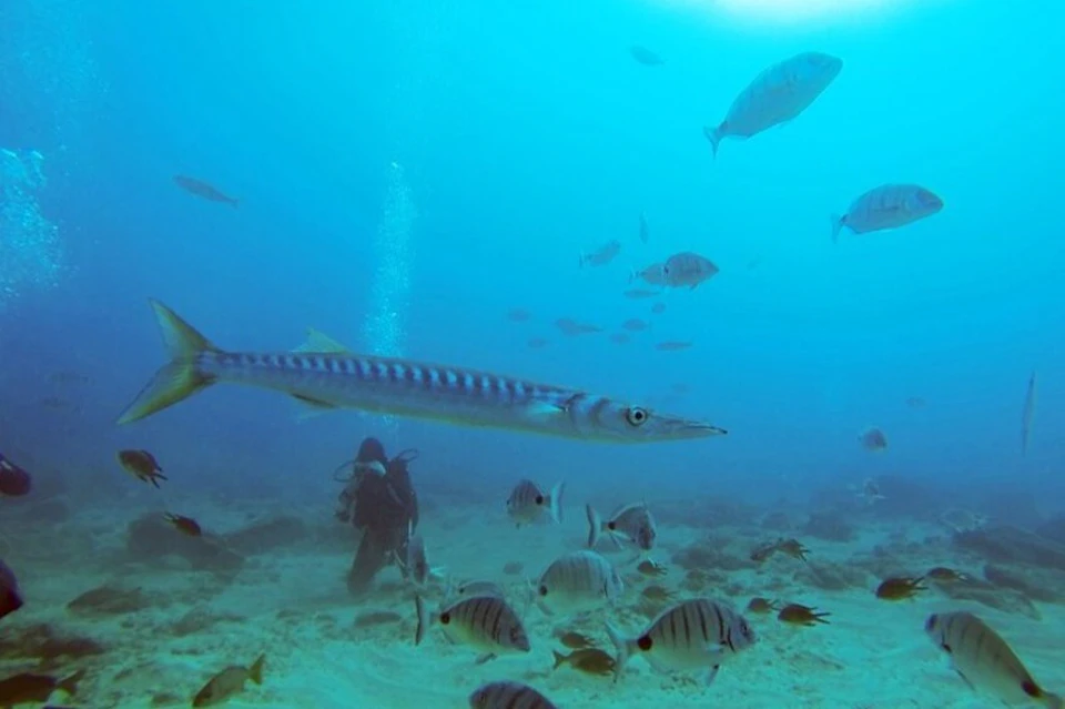 fish