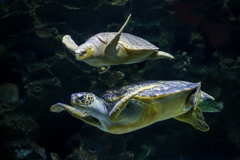 Two sea turtles swimming underwater against a dark rocky background.