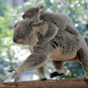Lone Pine Koala Sanctuary