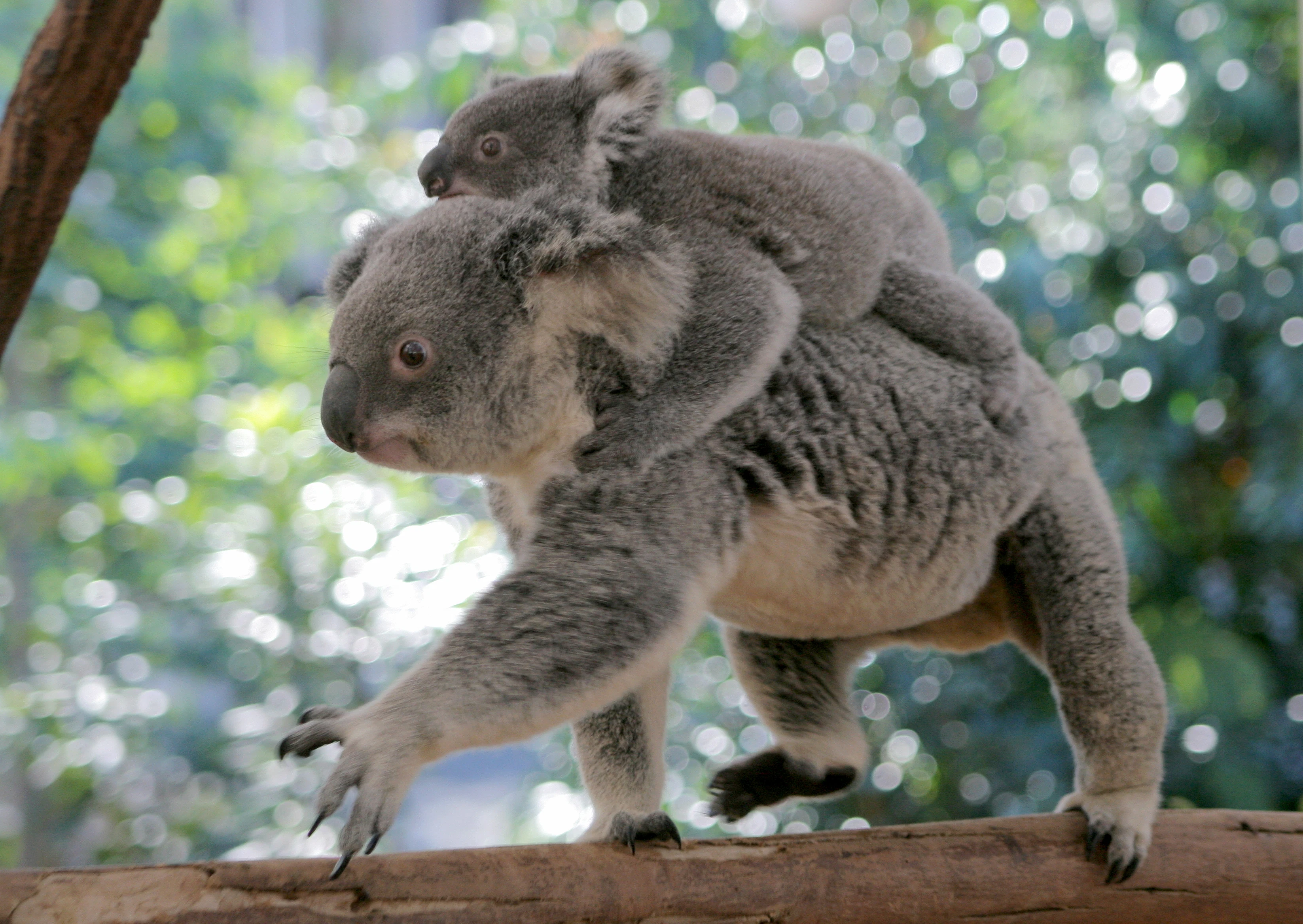Tickets for Lone Pine Koala Sanctuary