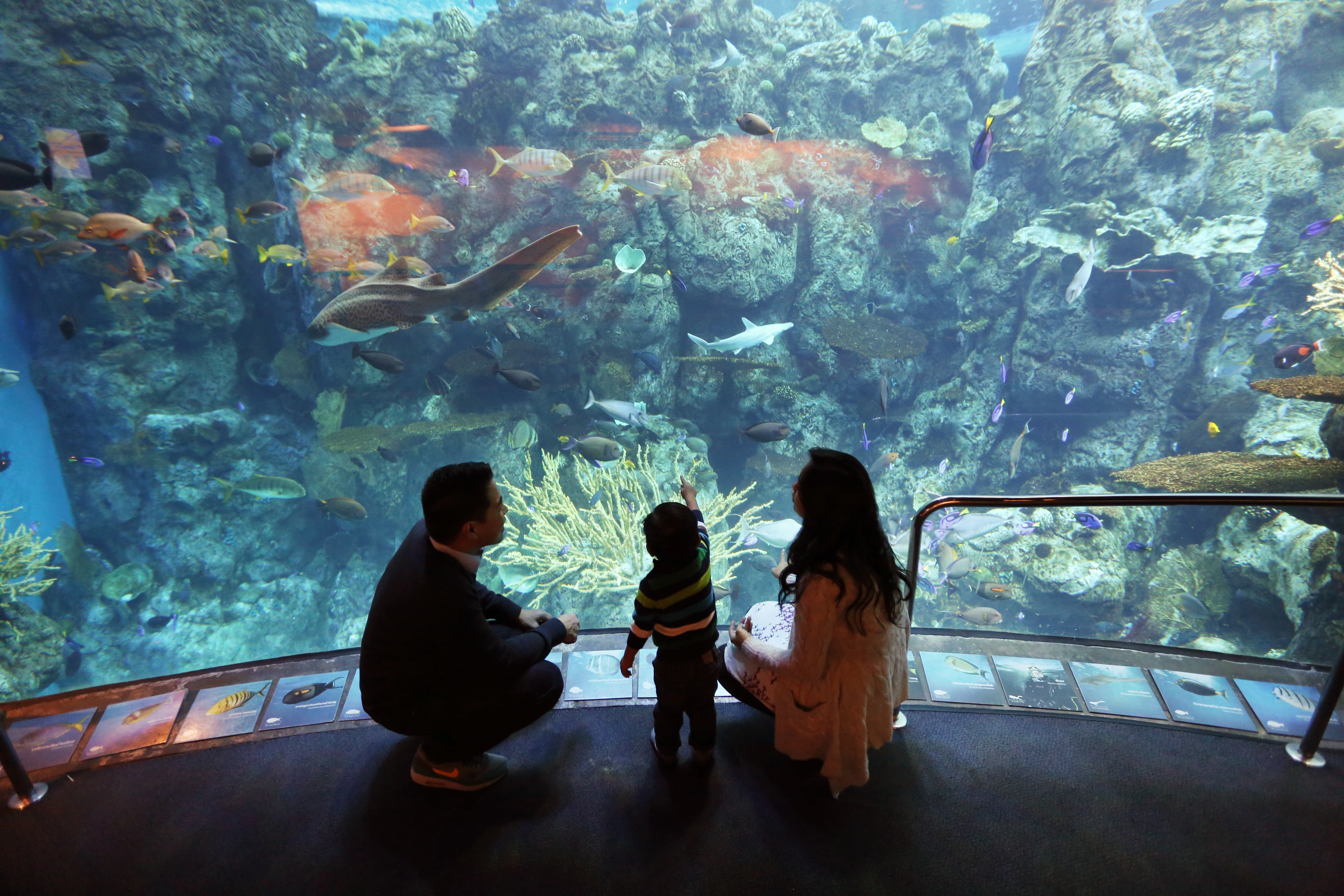 Aquarium of the Pacific: Membership Voucher