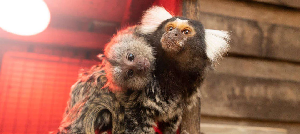 Two marmosets with furry, striped bodies and white ear tufts stand close together, looking curiously at the camera.