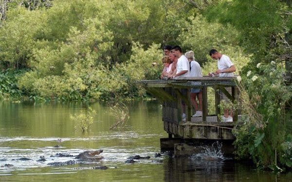 Několik lidí stojí na dřevěné plošině s výhledem na vodní plochu s aligátory. Scénu obklopuje zeleň.