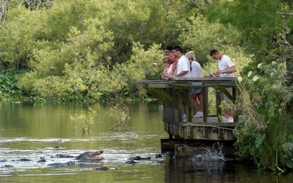 Several people stand on a wooden platform overlooking a body of water with alligators. Vegetation surrounds the scene.