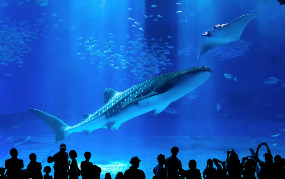Large aquarium tank with a whale shark, a manta ray, and small fish, viewed by silhouettes of visitors.