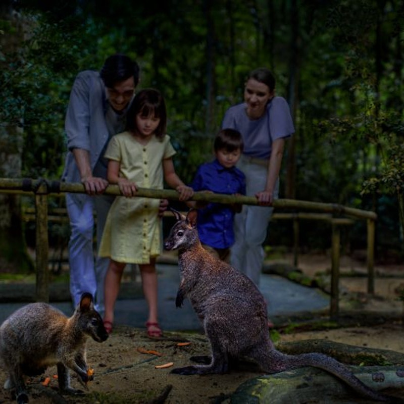 シンガポール ナイトサファリ 夜行性動物園 Tiqets シンガポール ナイトサファリ 夜行性動物園 Tiqets