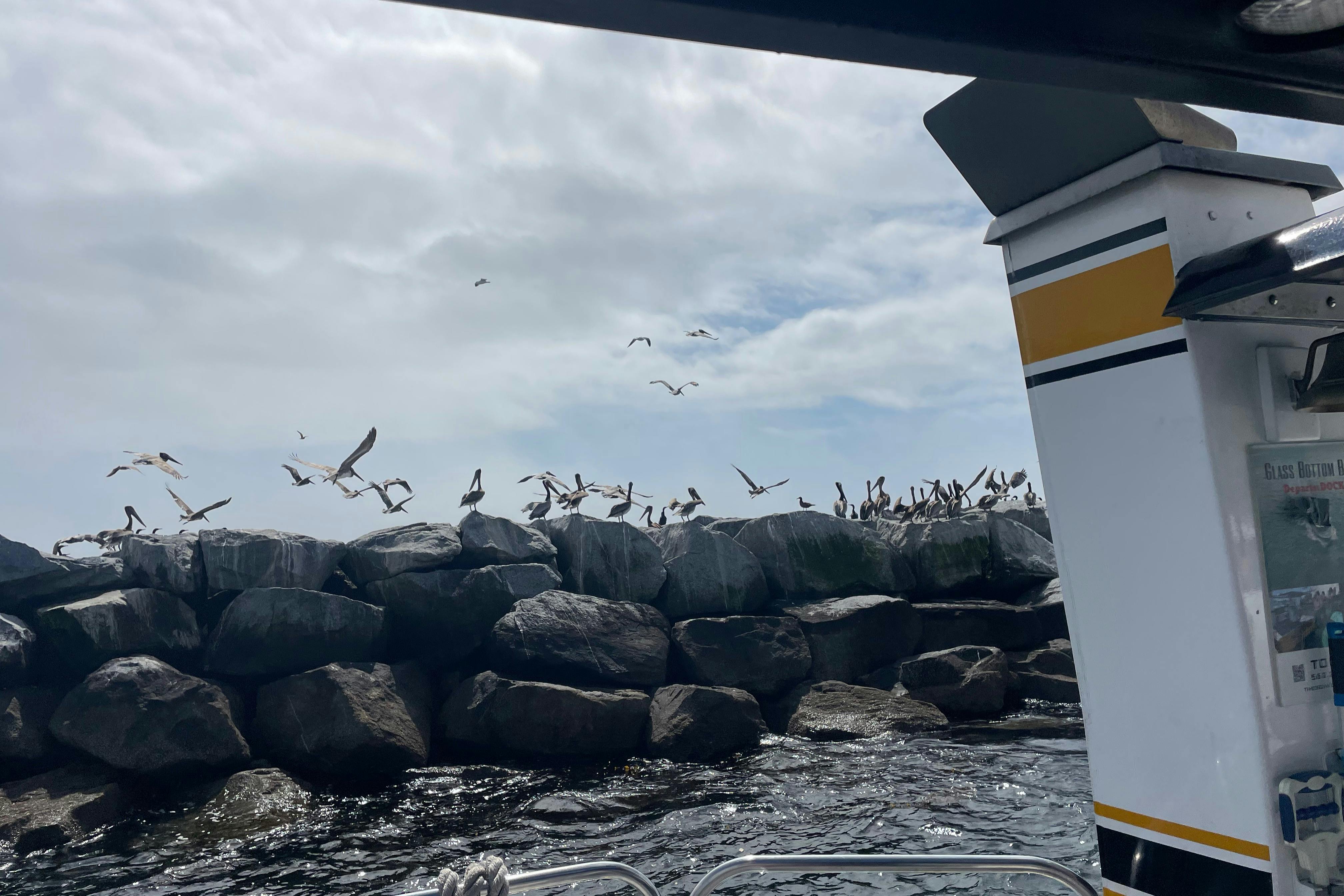 Long Beach Harbor Glass Bottom Boat EcoTour Tiqets