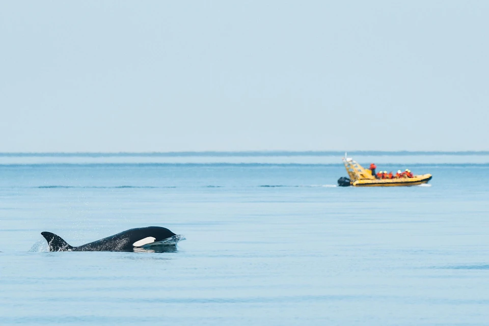 Victoria Zodiac Whale Watching