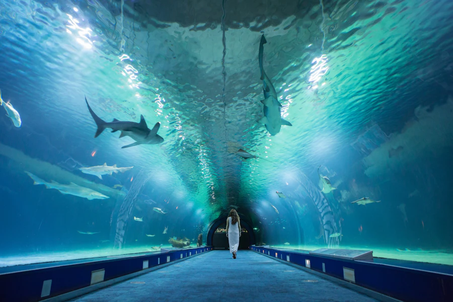 Billets pour l'Oceanogràfic de Valence