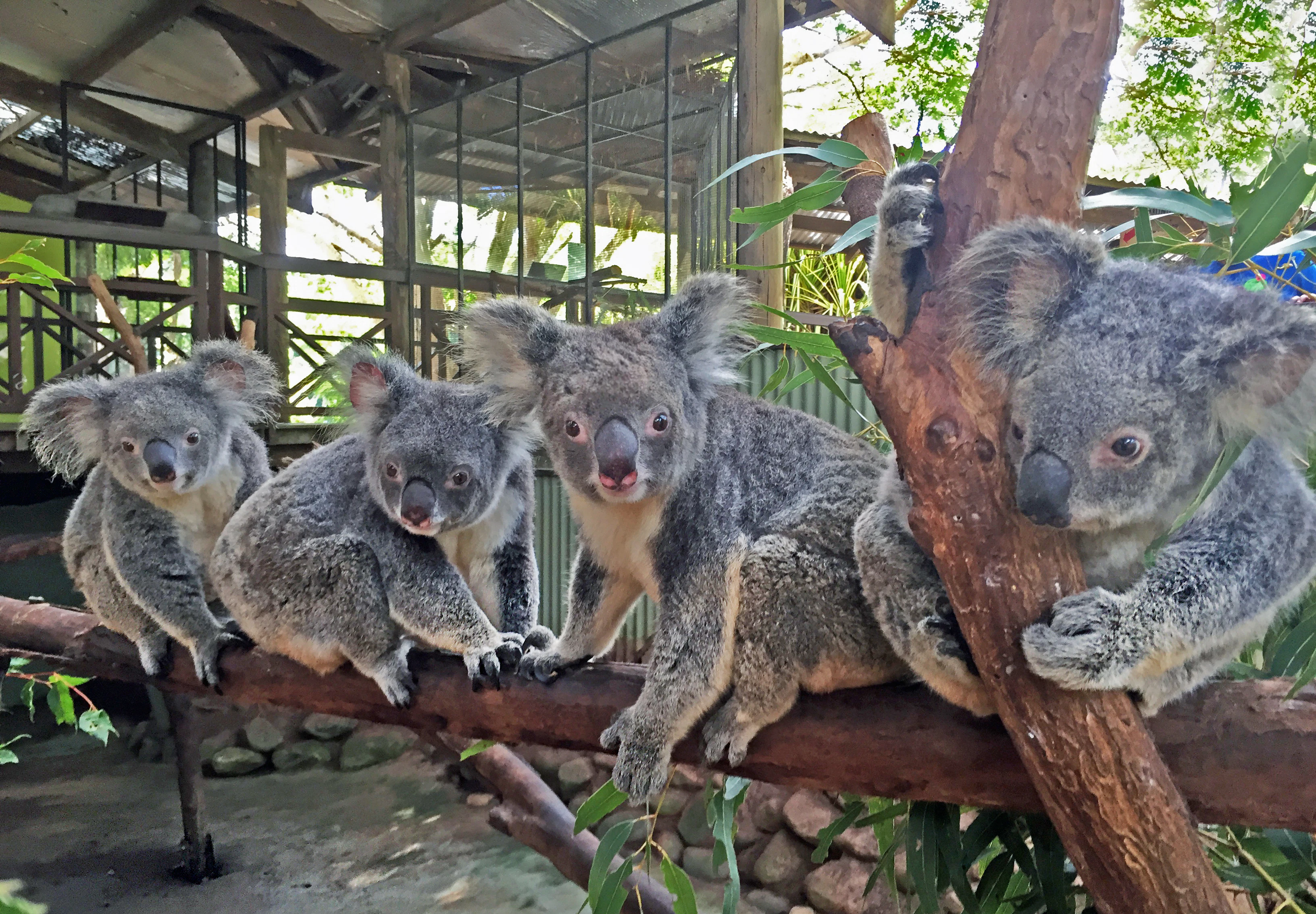 Rainforestation Nature Park & Australian Butterfly Sanctuary