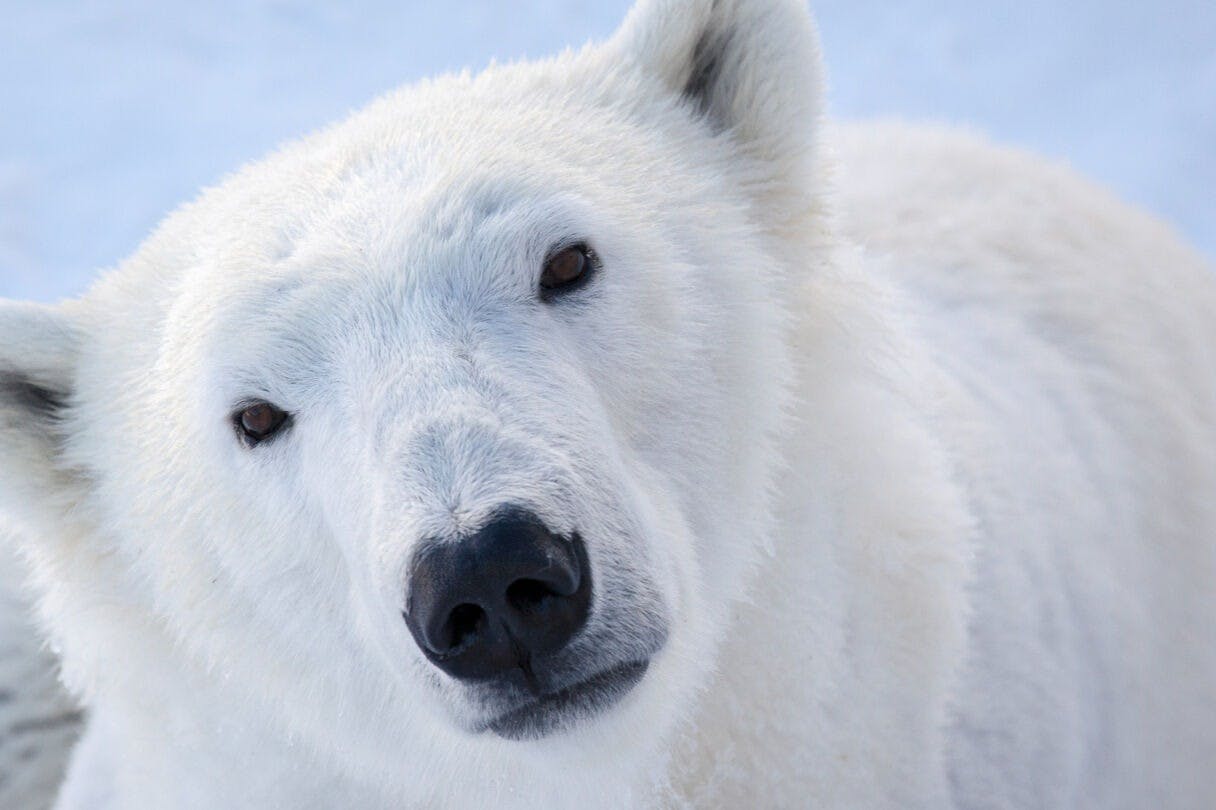 动物园里的动物