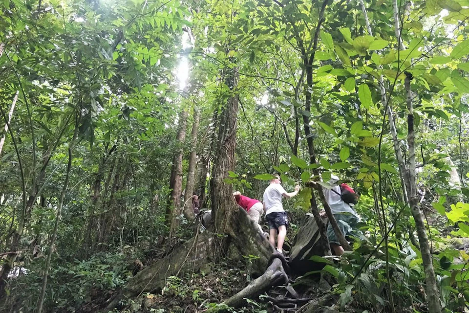 Three people hike through a dense forest, climbing over large roots and rocks, surrounded by lush green trees.