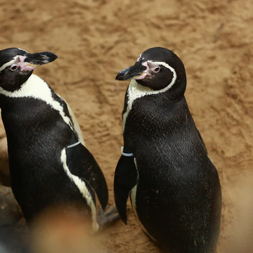 SEA LIFE Blankenberge: bilhete de entrada - Photo 8