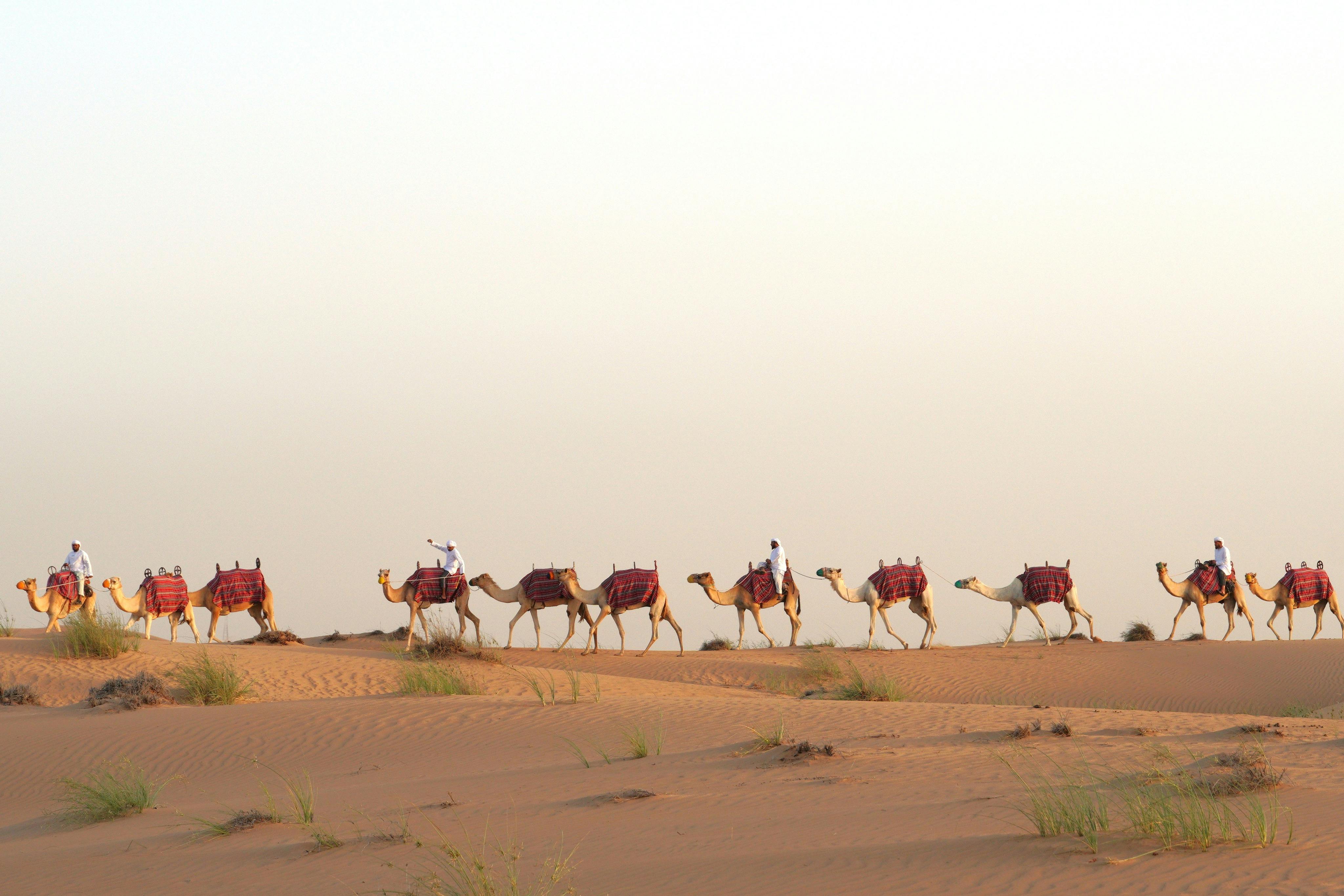 铂金遗产：老式路虎或骆驼大篷车的遗产野生动物园之旅