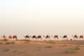 Platynowe dziedzictwo: Heritage Safari by Vintage Land Rover lub Camel Caravan