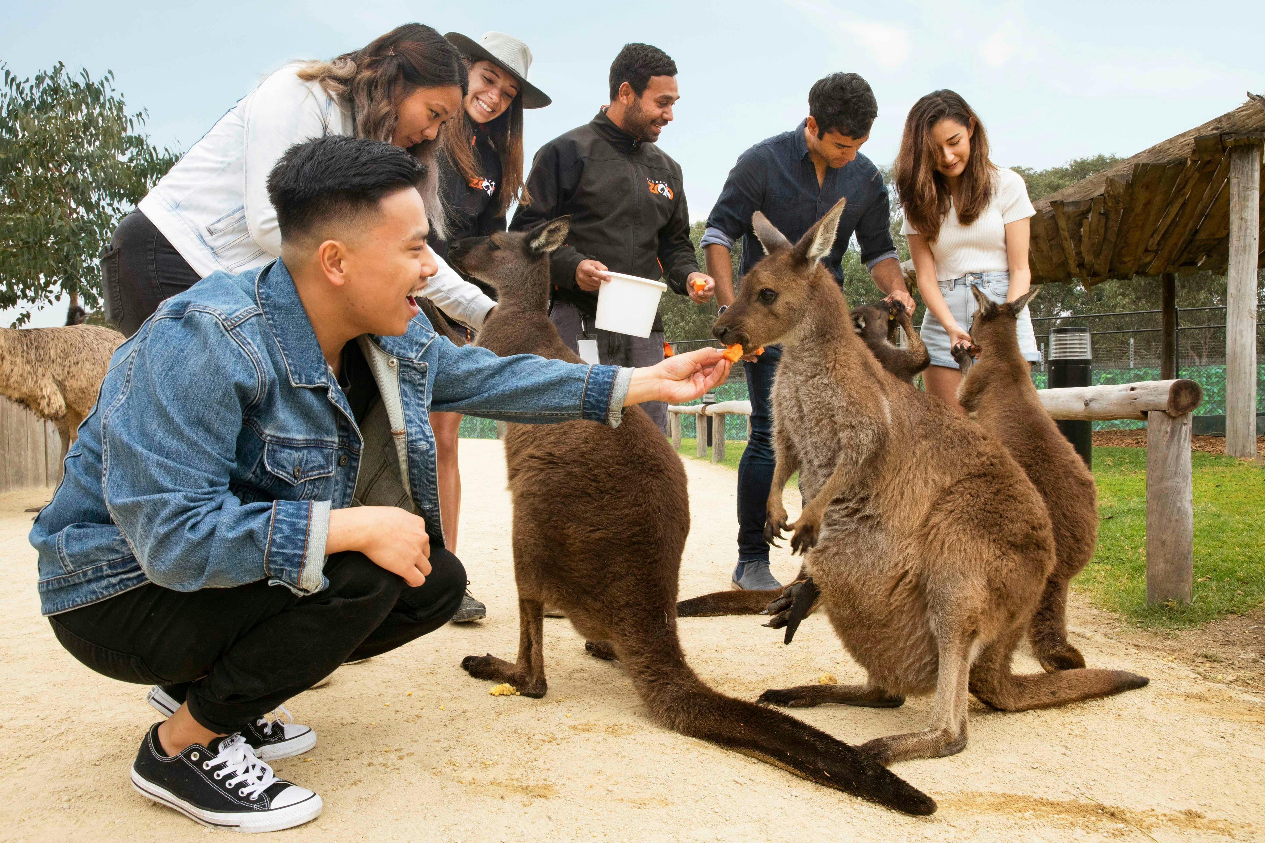 Füttern Sie die Kängurus im Zoo von Sydney