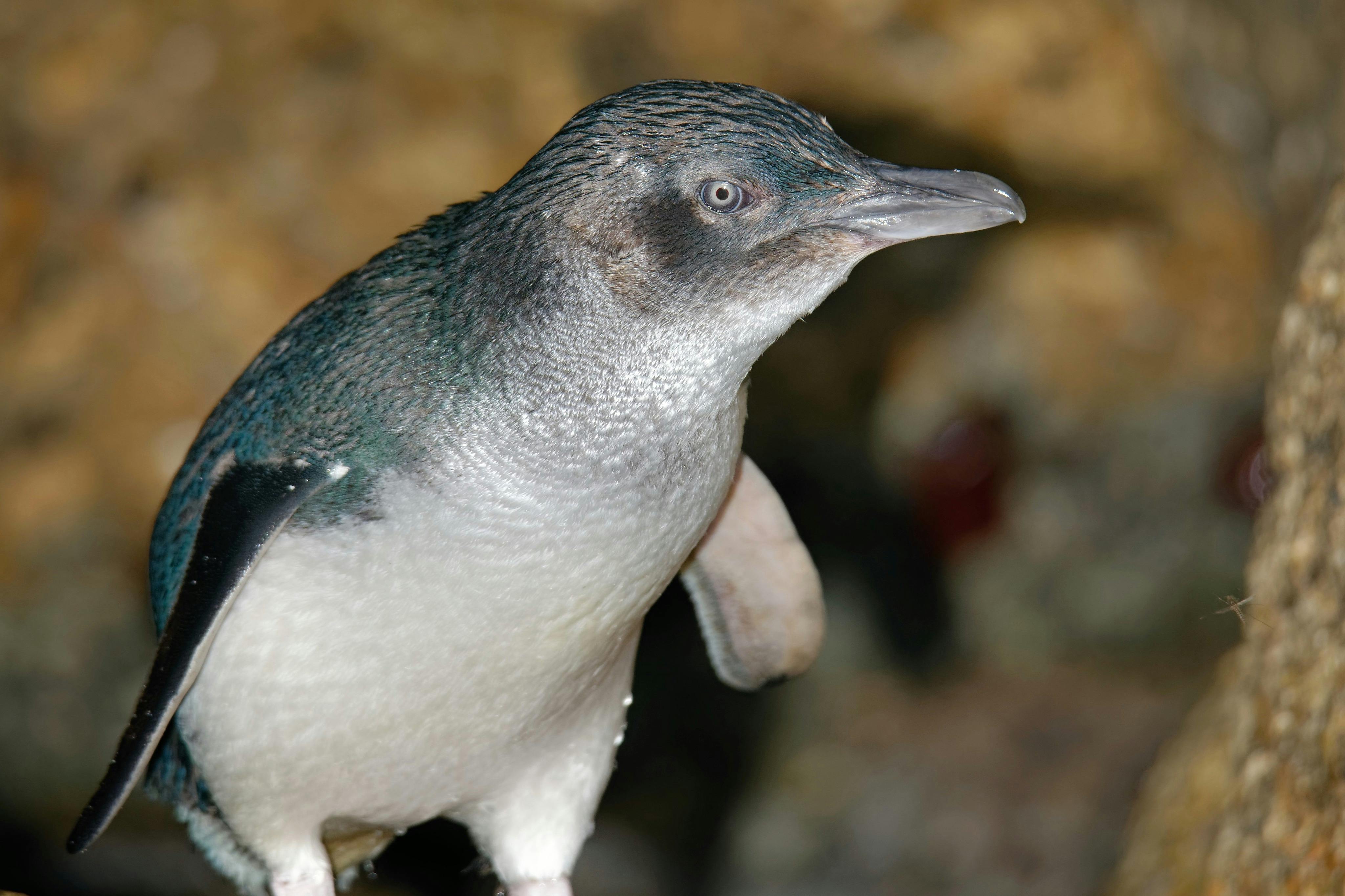 Phillip Island Penguin Parade
