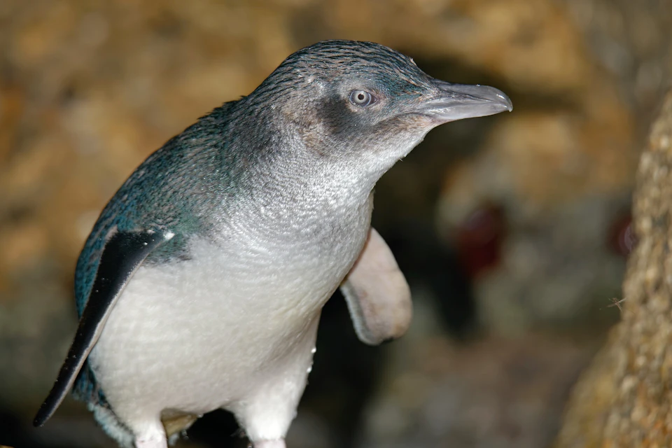 Phillip Island Penguin Parade
