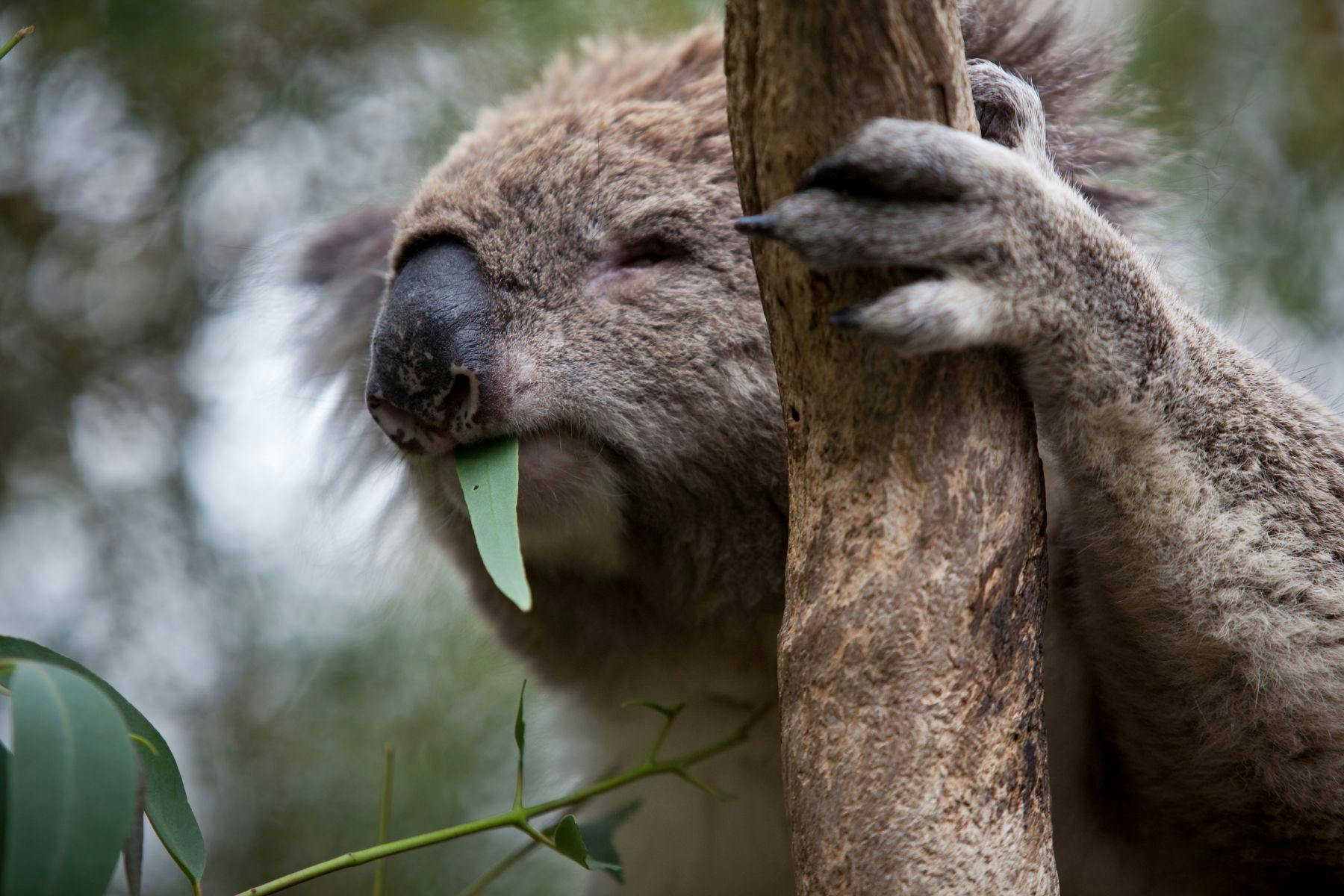 A koala clings to a tree while eating a eucalyptus leaf with its eyes closed.