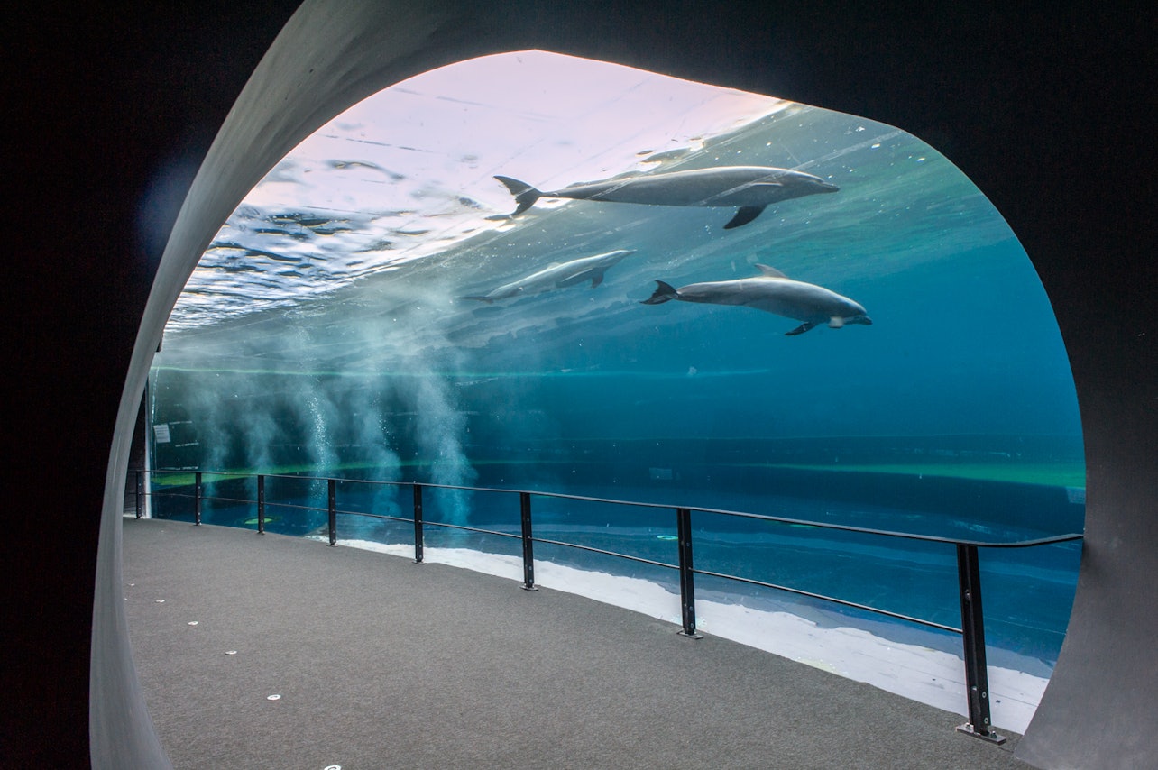 Aquarium of Genoa: Reserved Entrance - Accommodations in Genoa