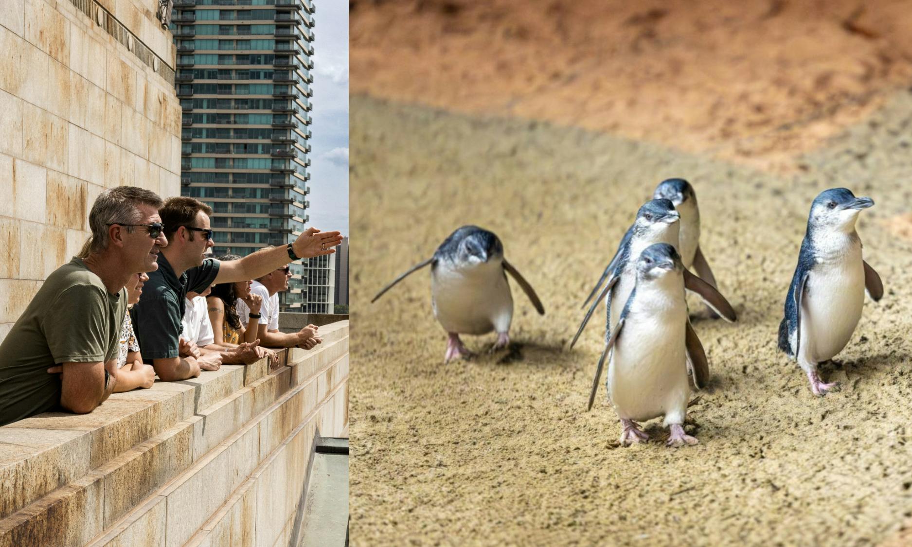 Ludzie pochylający się nad kamienną balustradą, wskazujący i obserwujący; obok nich mały pingwin chodzący po piaszczystej ziemi.