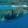 Cancun Whale Sharks All-Inclusive Tour