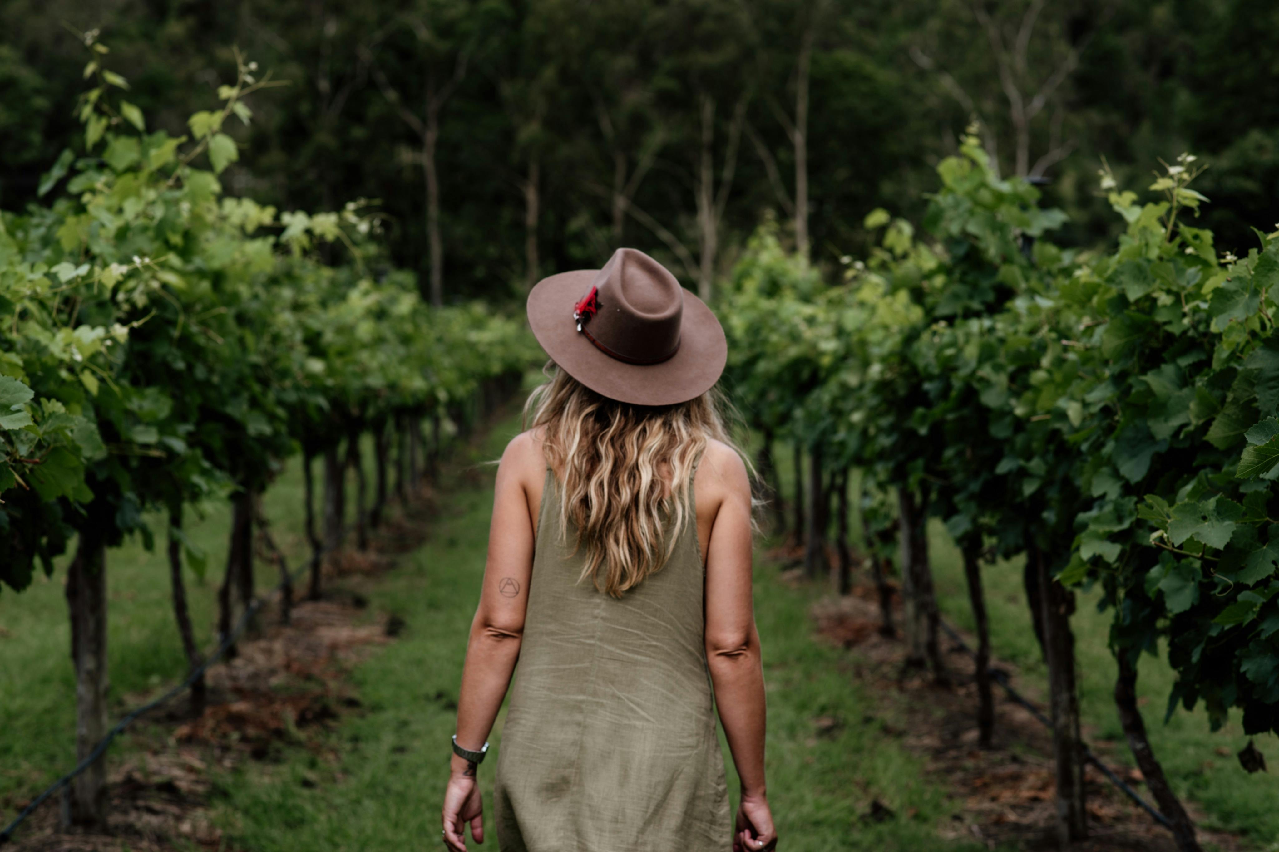 Mount Tamborine Vineyard