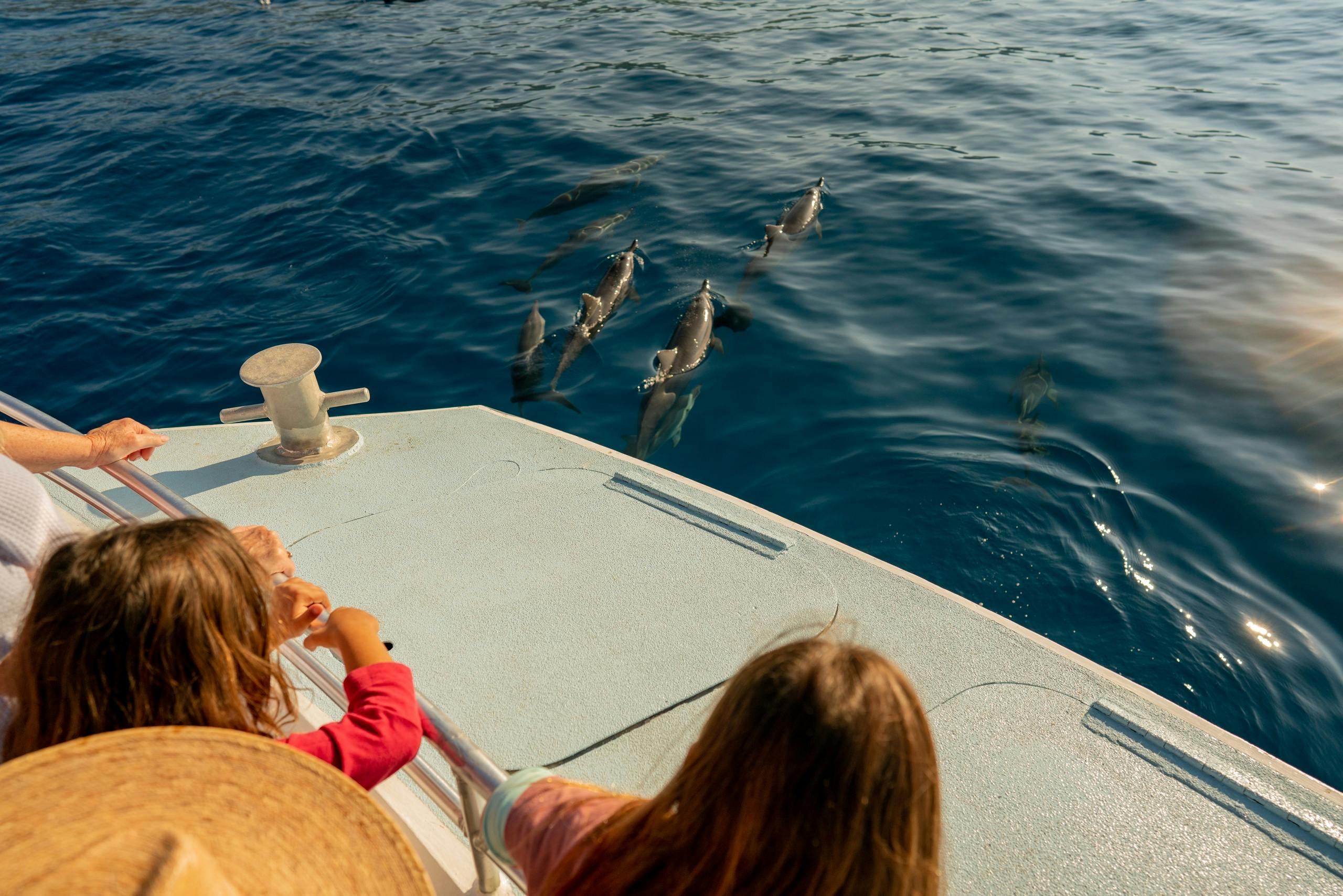 Two people on a boat observing a group of dolphins swimming in clear blue water on a sunny day.