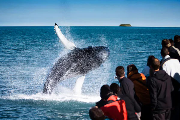 Husavík : Excursion d’Observation des Baleines & Macareux + Snack