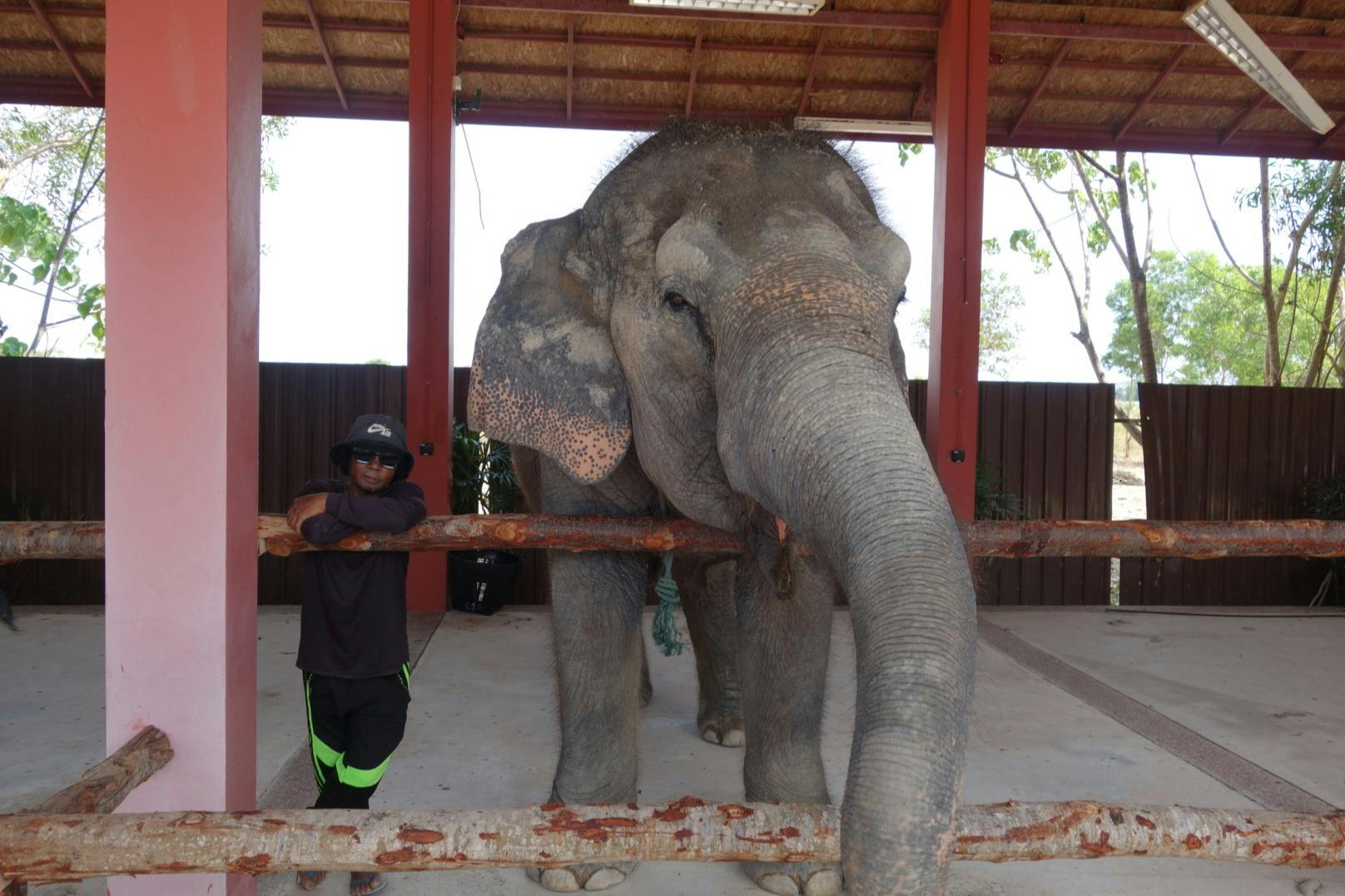 一个戴着太阳镜和帽子的人靠在敞开的避难所里一头大象旁边的木栅栏上。