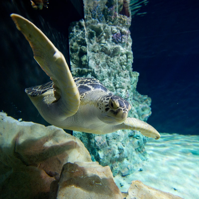Tickets For The Aquarium Of Livorno Tiqets Tickets For The Aquarium Of Livorno Tiqets