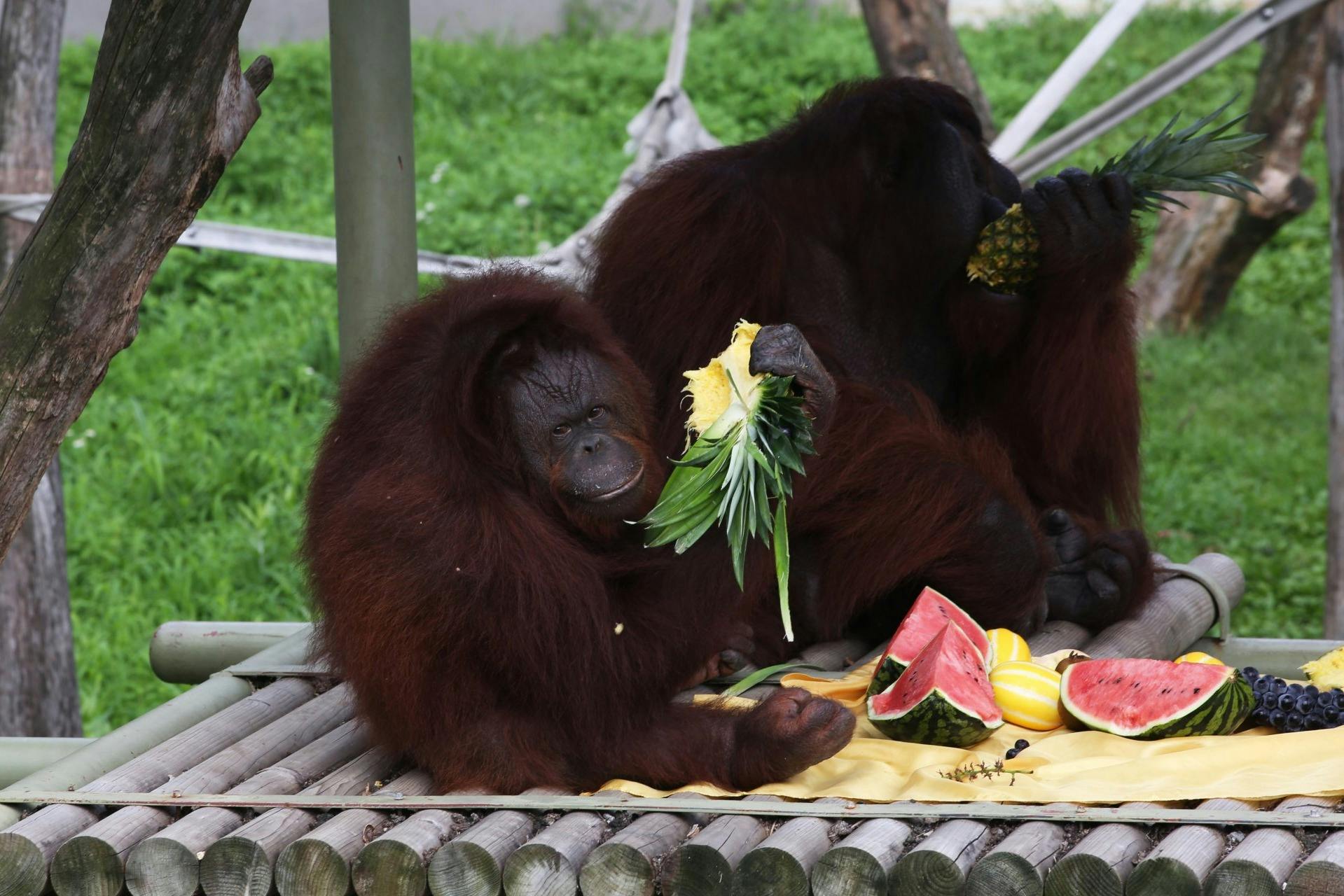 Due oranghi stanno mangiando della frutta, uno con in mano un ananas e l'altro un'anguria, su una piattaforma di bambù. Sullo sfondo c'è dell'erba verde.