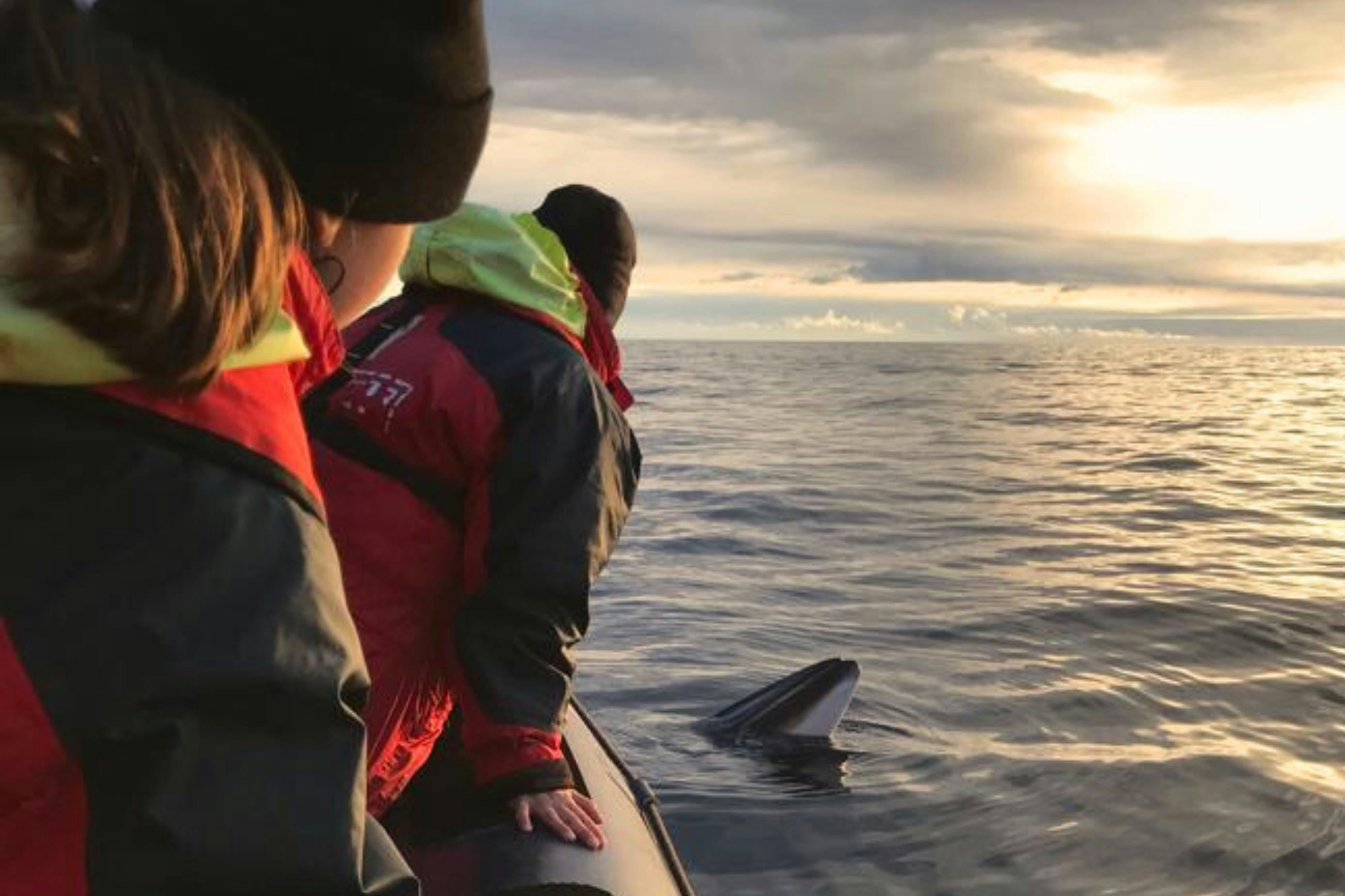 Ein Zwergwal, der neben unserem RIB-Boot auftaucht und von zwei Passagieren beobachtet wird, mit der tief stehenden Sonne im Hintergrund.