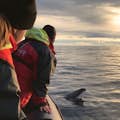 Una balena Minke che emerge accanto alla nostra barca RIB con due passeggeri che la osservano e il sole basso sullo sfondo.