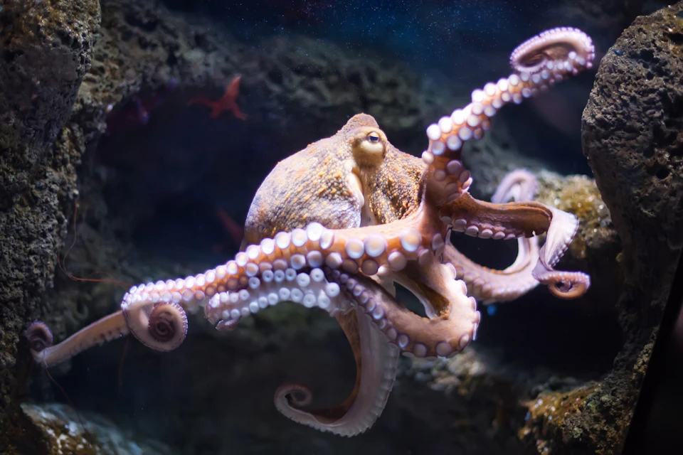 Aquarium ONIRIA