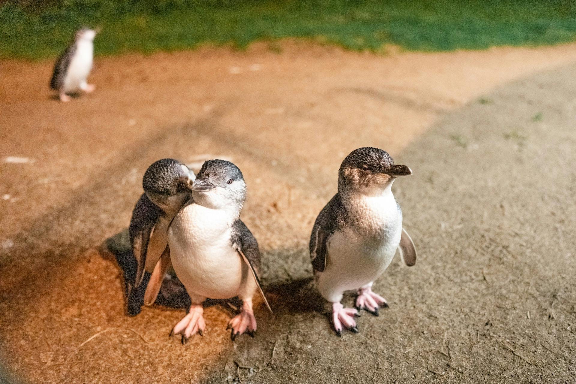 Three small penguins stand on a concrete surface, with one penguin appearing to nuzzle another. The background is grassy.