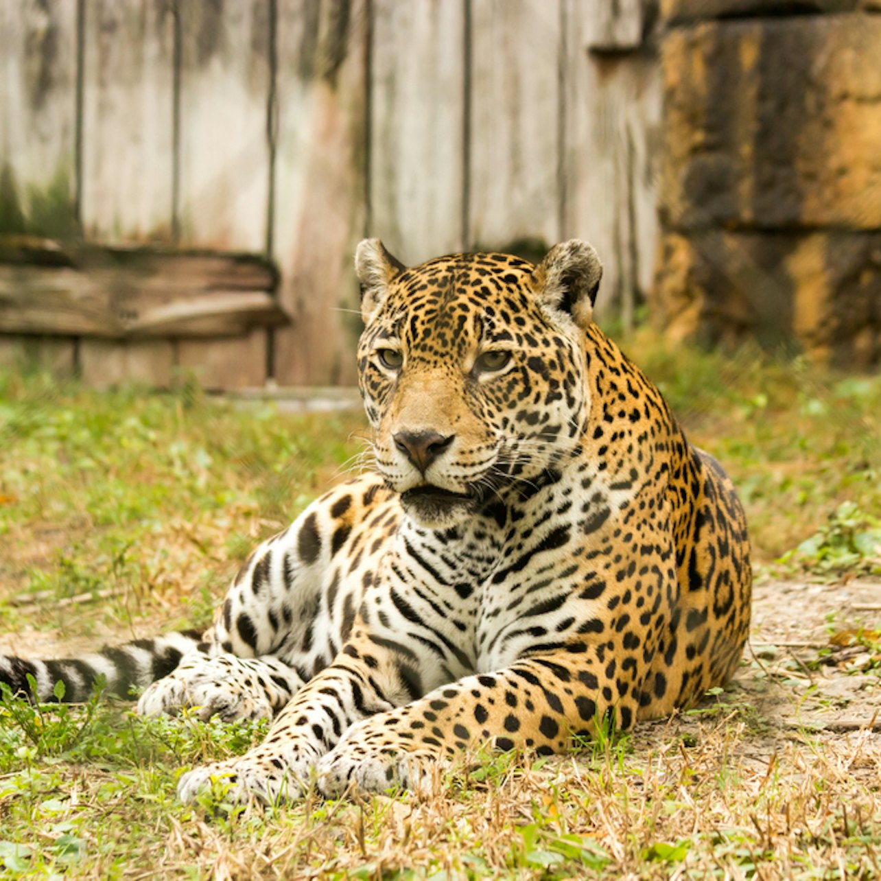 Zoo Miami: Ingresso para evitar a fila de entrada - Acomodações em Miami