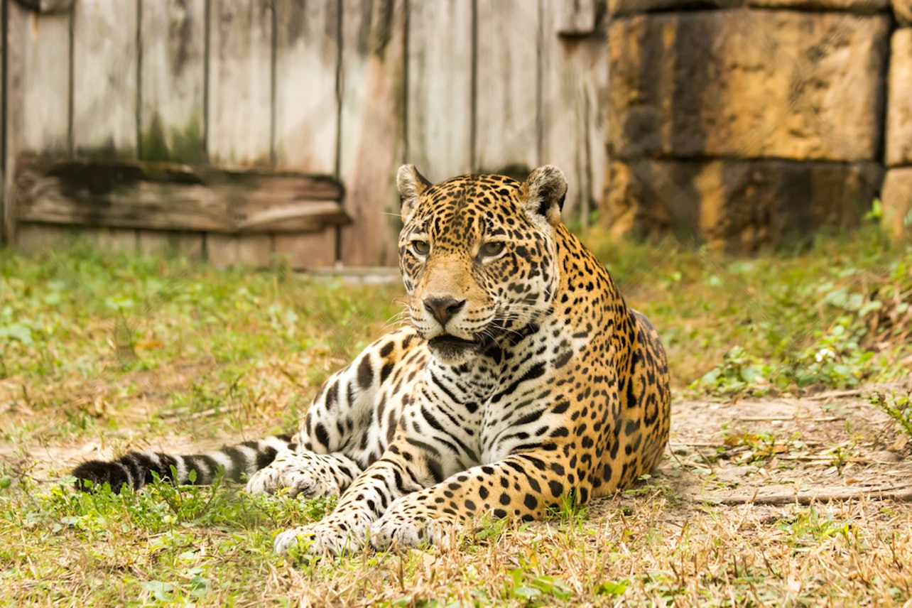 Zoo Miami: Skip the Entry Line Ticket - Accommodations in Miami